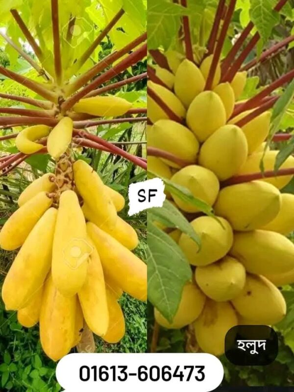 পেঁপে ফলের বীজ ১ প্যাকেটের মূল্য ৪৯৯