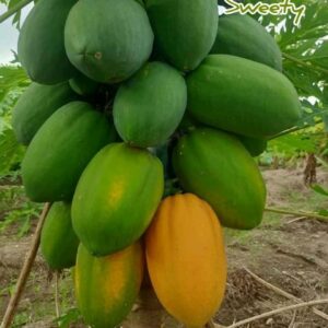 ১ প্যাকেট গোল পেঁপে বীজ