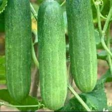 সিডর শসা ১ প্যাকেট