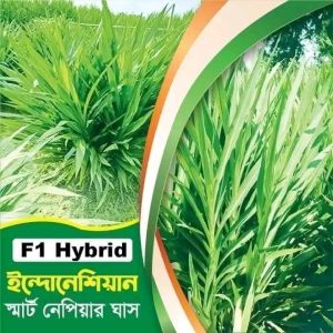 স্মার্ট নেপিয়ার ঘাস ২ কেজির দাম ১৭০০ টাকা