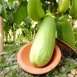 ১ পেকেট কেজি বেগুন