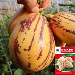 ২ প্যাকেট পেপিনো মেলন বীজ ৭৫০